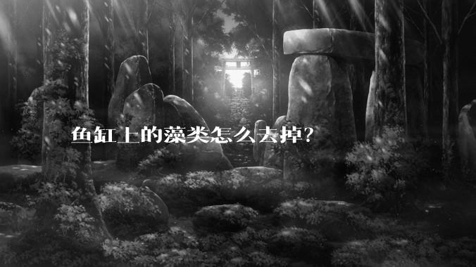 鱼缸上的藻类怎么去掉?